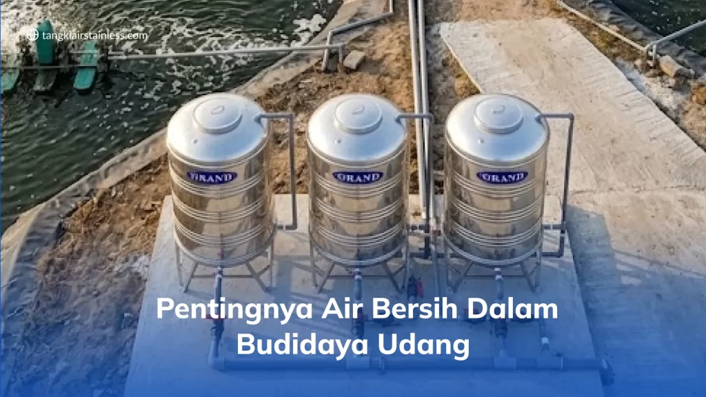 Pentingnya Air Bersih dalam Budidaya Udang