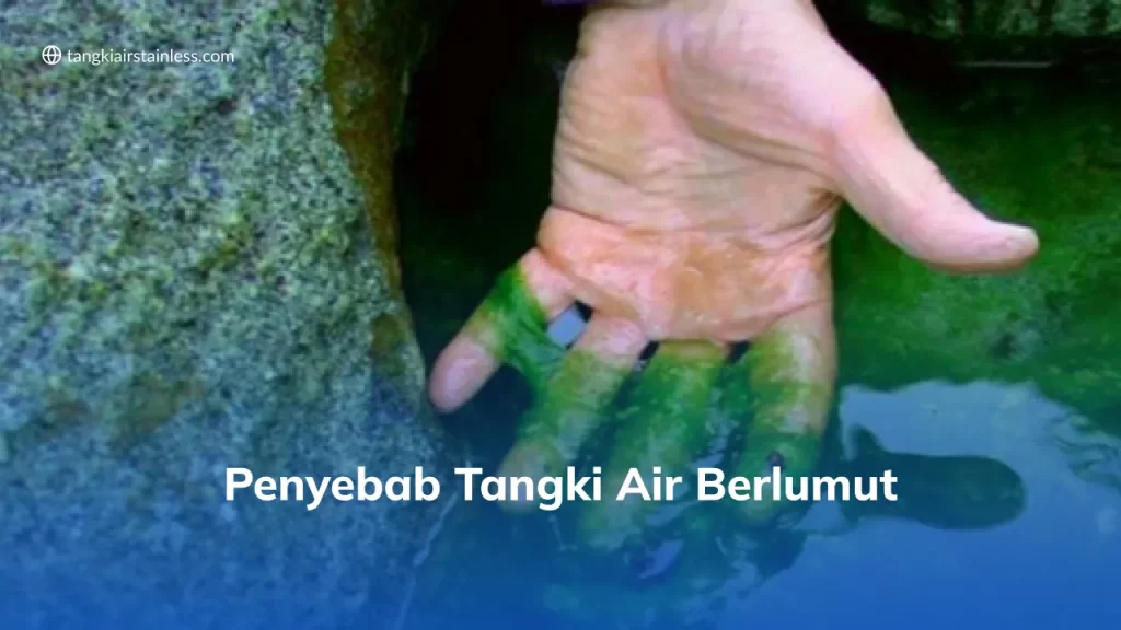 Mencegah Lumut Di Dalam Tangki